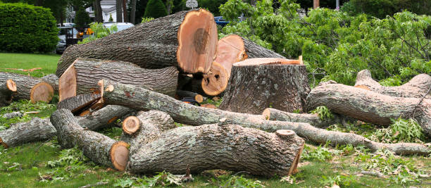 How Our Tree Care Process Works  in  Dorothy, NJ