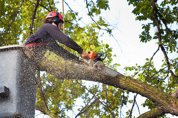 Best Tree Maintenance Programs  in Dorothy, NJ