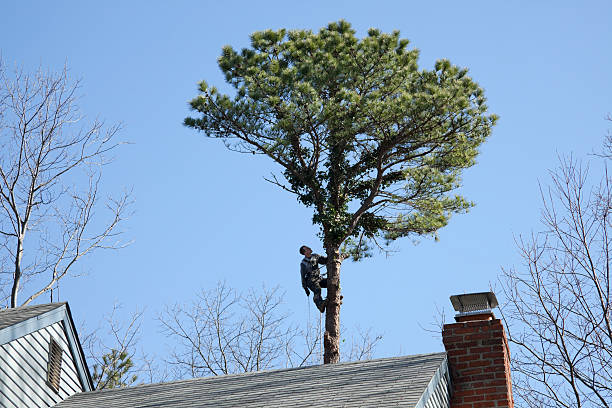 Best Tree Health Inspection  in Dorothy, NJ